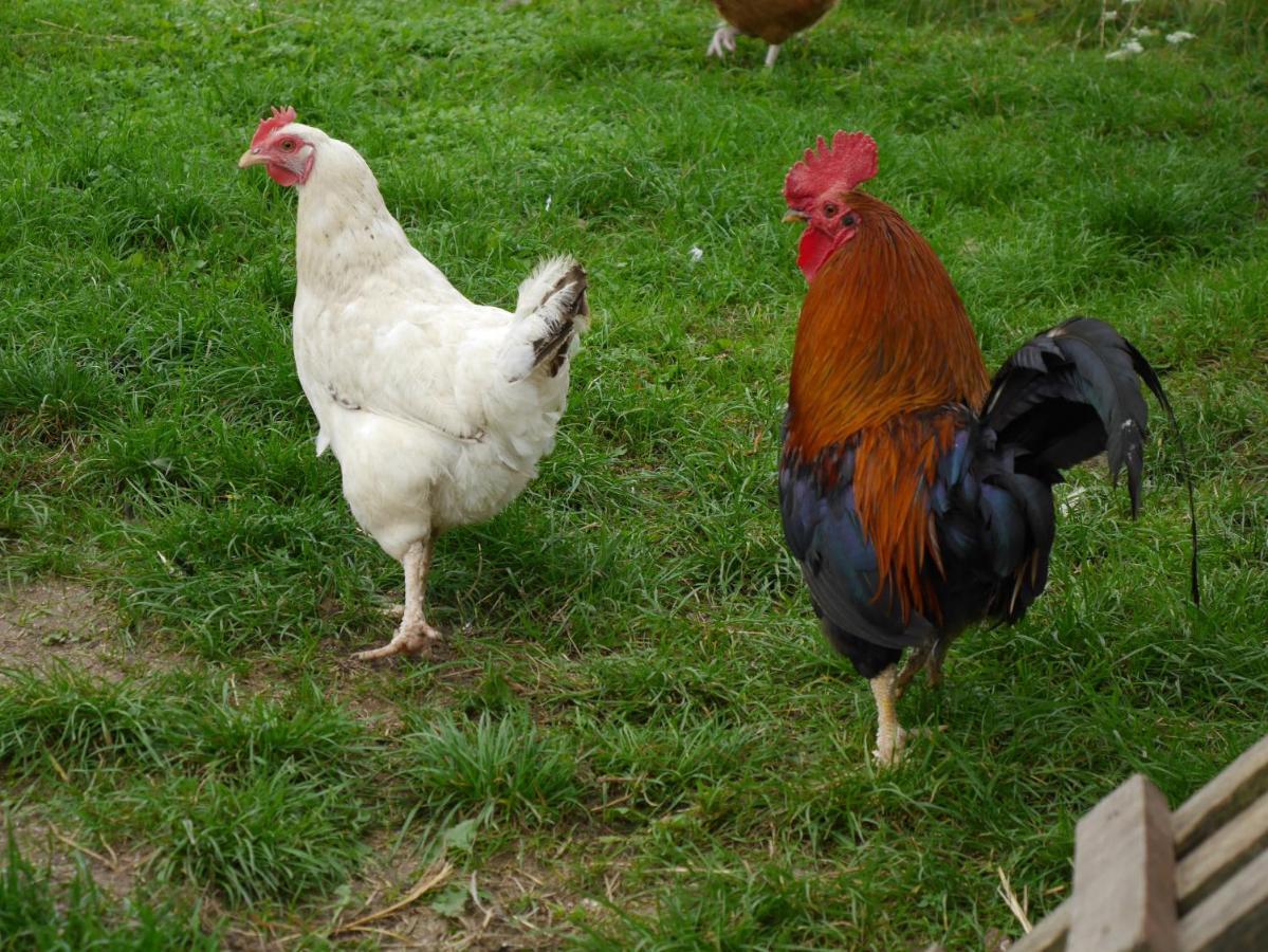 Agroturystyka Pod Ptasią Górą Golubie Zewnętrze zdjęcie