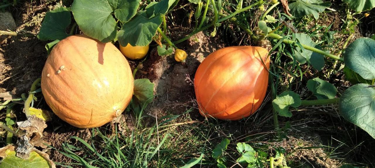 Agroturystyka Pod Ptasią Górą Golubie Zewnętrze zdjęcie